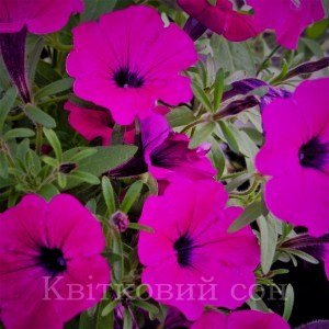 Vivini Burgundy22_300x300